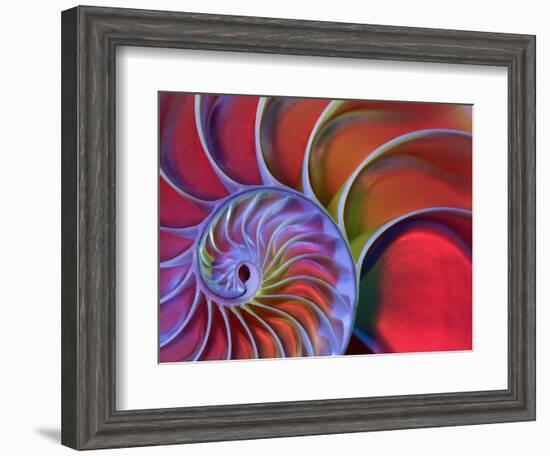 Chambered Nautilus in Colored Light-James L. Amos-Framed Photographic Print