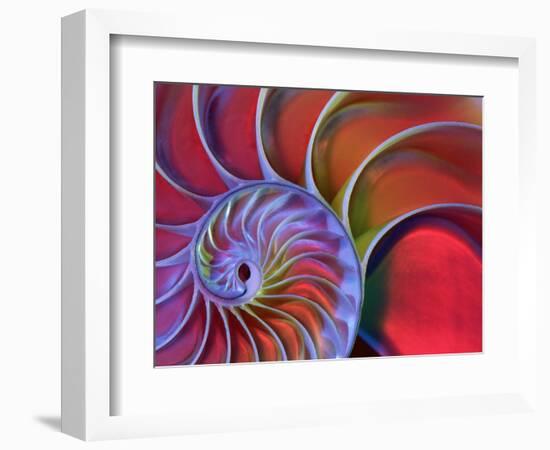 Chambered Nautilus in Colored Light-James L. Amos-Framed Photographic Print