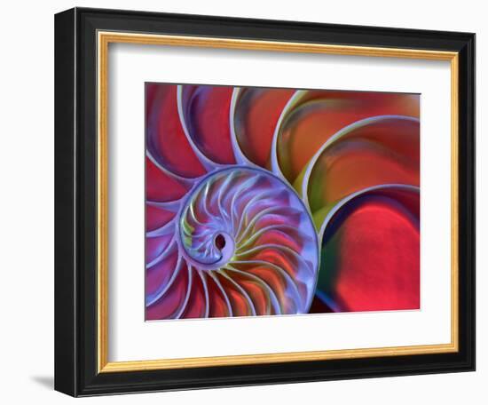 Chambered Nautilus in Colored Light-James L. Amos-Framed Photographic Print