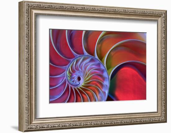 Chambered Nautilus in Colored Light-James L Amos-Framed Photographic Print