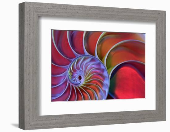 Chambered Nautilus in Colored Light-James L Amos-Framed Photographic Print