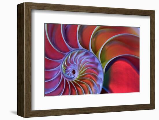 Chambered Nautilus in Colored Light-James L Amos-Framed Photographic Print