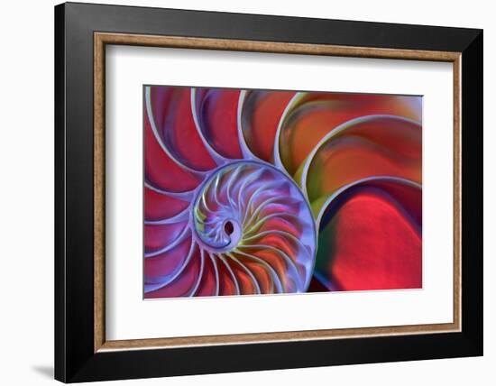 Chambered Nautilus in Colored Light-James L Amos-Framed Photographic Print