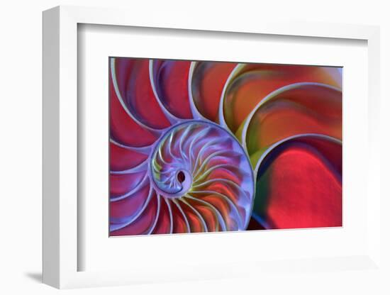 Chambered Nautilus in Colored Light-James L Amos-Framed Photographic Print