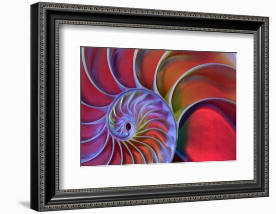 Chambered Nautilus in Colored Light-James L Amos-Framed Photographic Print