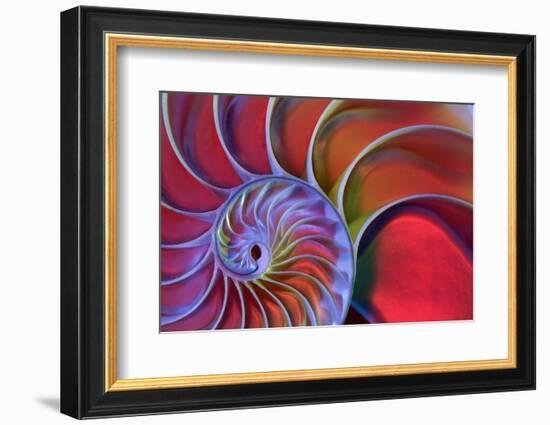 Chambered Nautilus in Colored Light-James L Amos-Framed Photographic Print