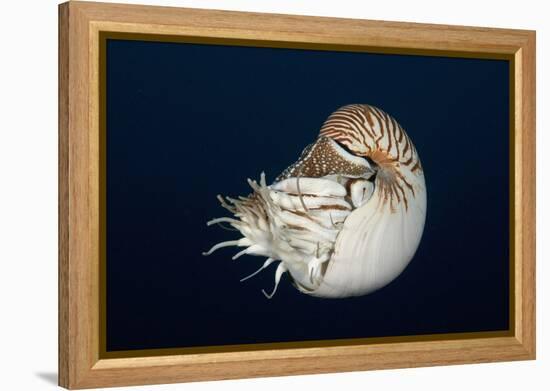 Chambered Nautilus (Nautilus Belauensis), Micronesia, Palau-Reinhard Dirscherl-Framed Premier Image Canvas