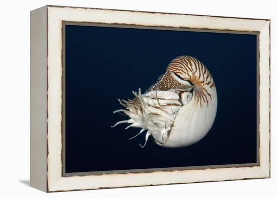 Chambered Nautilus (Nautilus Belauensis), Micronesia, Palau-Reinhard Dirscherl-Framed Premier Image Canvas