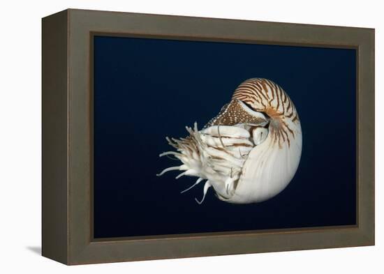 Chambered Nautilus (Nautilus Belauensis), Micronesia, Palau-Reinhard Dirscherl-Framed Premier Image Canvas