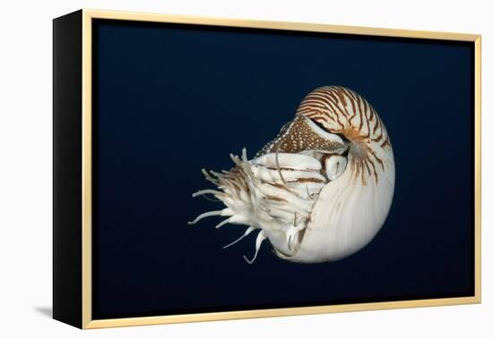 Chambered Nautilus (Nautilus Belauensis), Micronesia, Palau-Reinhard Dirscherl-Framed Premier Image Canvas