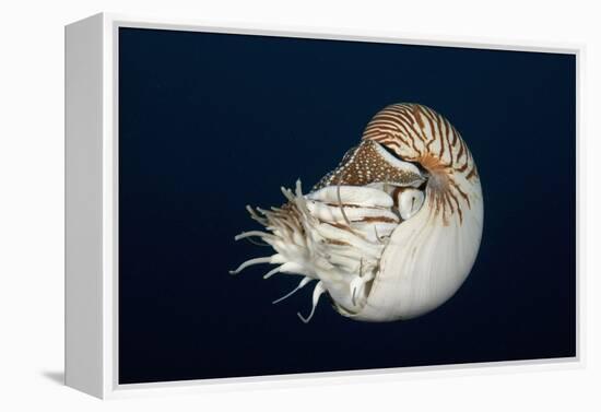 Chambered Nautilus (Nautilus Belauensis), Micronesia, Palau-Reinhard Dirscherl-Framed Premier Image Canvas