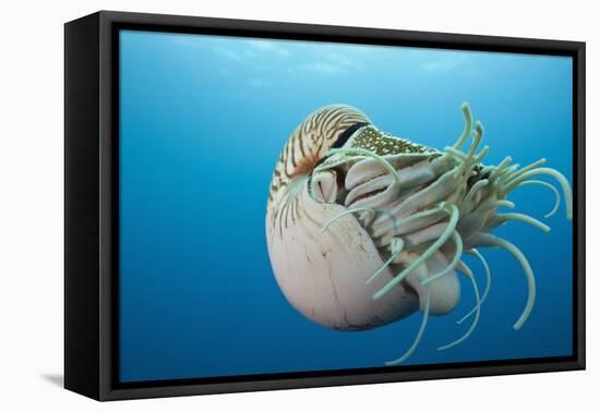 Chambered Nautilus (Nautilus Belauensis), Micronesia, Palau-Reinhard Dirscherl-Framed Premier Image Canvas