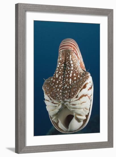 Chambered Nautilus (Nautilus Belauensis), Micronesia, Palau-Reinhard Dirscherl-Framed Photographic Print