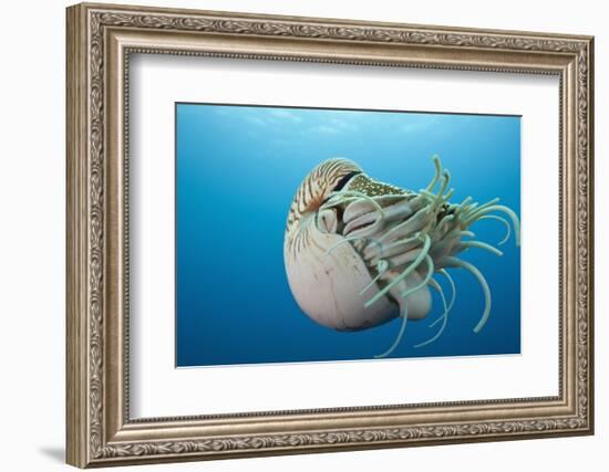 Chambered Nautilus (Nautilus Belauensis), Micronesia, Palau-Reinhard Dirscherl-Framed Photographic Print