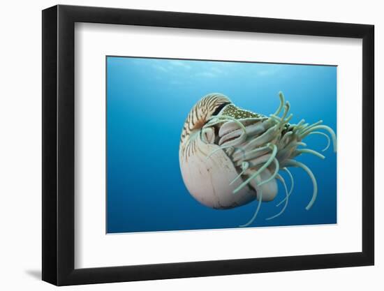 Chambered Nautilus (Nautilus Belauensis), Micronesia, Palau-Reinhard Dirscherl-Framed Photographic Print