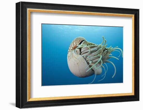 Chambered Nautilus (Nautilus Belauensis), Micronesia, Palau-Reinhard Dirscherl-Framed Photographic Print