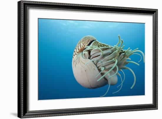 Chambered Nautilus (Nautilus Belauensis), Micronesia, Palau-Reinhard Dirscherl-Framed Photographic Print