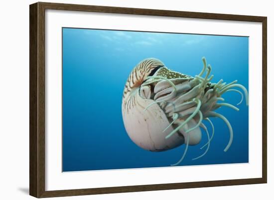 Chambered Nautilus (Nautilus Belauensis), Micronesia, Palau-Reinhard Dirscherl-Framed Photographic Print