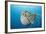 Chambered Nautilus (Nautilus Belauensis), Micronesia, Palau-Reinhard Dirscherl-Framed Photographic Print