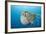 Chambered Nautilus (Nautilus Belauensis), Micronesia, Palau-Reinhard Dirscherl-Framed Photographic Print