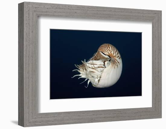 Chambered Nautilus (Nautilus Belauensis), Micronesia, Palau-Reinhard Dirscherl-Framed Photographic Print