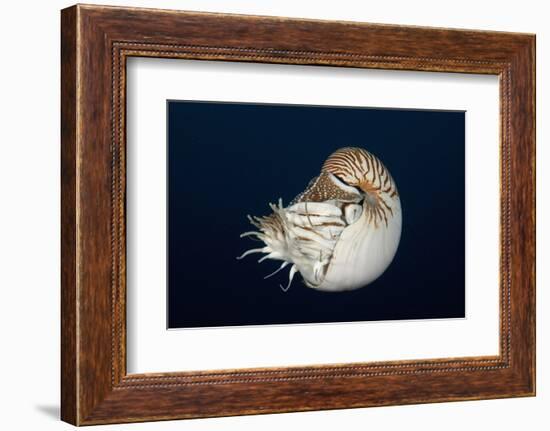 Chambered Nautilus (Nautilus Belauensis), Micronesia, Palau-Reinhard Dirscherl-Framed Photographic Print