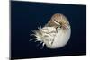 Chambered Nautilus (Nautilus Belauensis), Micronesia, Palau-Reinhard Dirscherl-Mounted Photographic Print