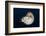 Chambered Nautilus (Nautilus Belauensis), Micronesia, Palau-Reinhard Dirscherl-Framed Photographic Print