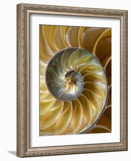 Chambered Nautilus shell pattern-Adam Jones-Framed Photographic Print