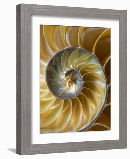 Chambered Nautilus shell pattern-Adam Jones-Framed Photographic Print