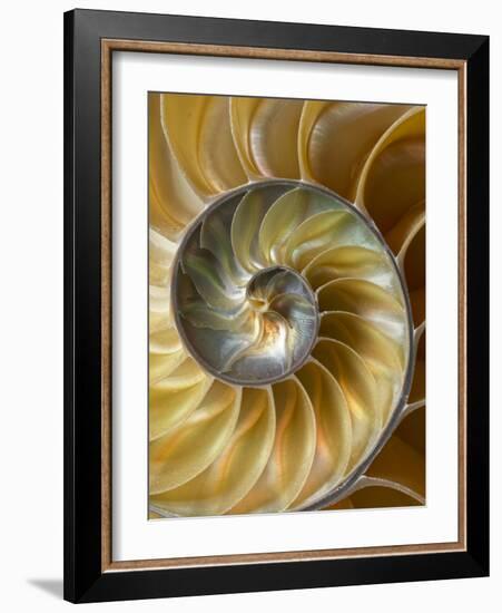 Chambered Nautilus shell pattern-Adam Jones-Framed Photographic Print