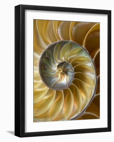 Chambered Nautilus shell pattern-Adam Jones-Framed Photographic Print