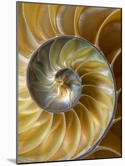 Chambered Nautilus shell pattern-Adam Jones-Mounted Photographic Print