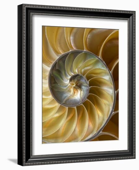 Chambered Nautilus shell pattern-Adam Jones-Framed Photographic Print