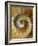 Chambered Nautilus shell pattern-Adam Jones-Framed Photographic Print