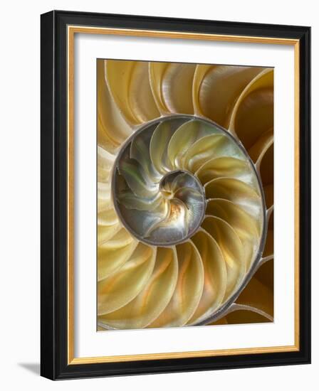 Chambered Nautilus shell pattern-Adam Jones-Framed Photographic Print