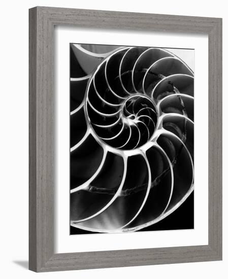 Chambered Nautilus Shell-Andreas Feininger-Framed Photographic Print