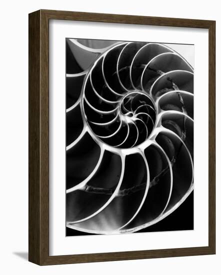 Chambered Nautilus Shell-Andreas Feininger-Framed Photographic Print