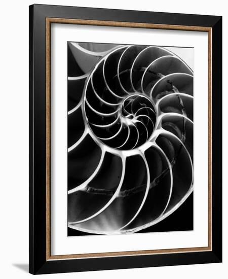 Chambered Nautilus Shell-Andreas Feininger-Framed Photographic Print