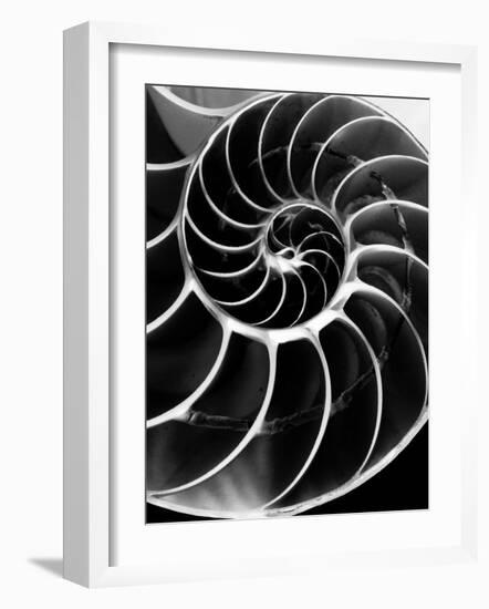 Chambered Nautilus Shell-Andreas Feininger-Framed Photographic Print