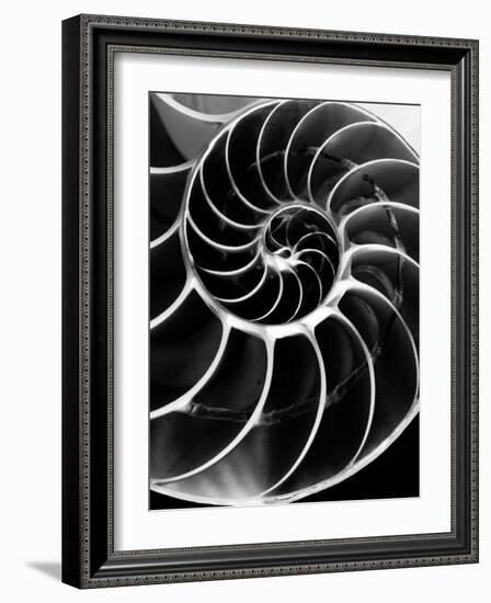 Chambered Nautilus Shell-Andreas Feininger-Framed Photographic Print