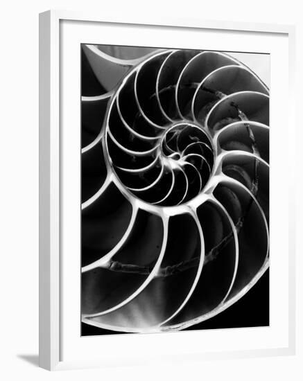 Chambered Nautilus Shell-Andreas Feininger-Framed Photographic Print