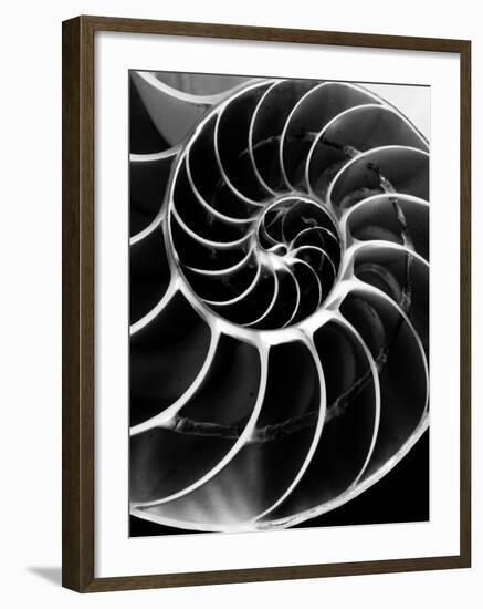 Chambered Nautilus Shell-Andreas Feininger-Framed Photographic Print