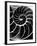 Chambered Nautilus Shell-Andreas Feininger-Framed Photographic Print