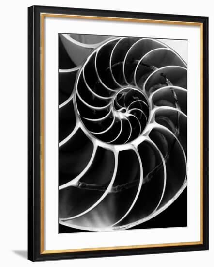 Chambered Nautilus Shell-Andreas Feininger-Framed Photographic Print