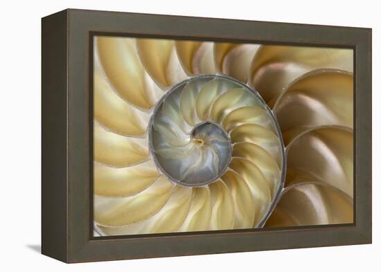 Chambered Nautilus shell-Adam Jones-Framed Premier Image Canvas