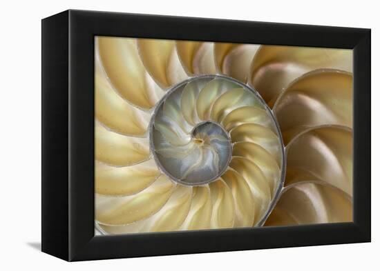 Chambered Nautilus shell-Adam Jones-Framed Premier Image Canvas