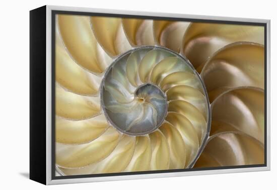 Chambered Nautilus shell-Adam Jones-Framed Premier Image Canvas