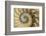 Chambered Nautilus shell-Adam Jones-Framed Photographic Print