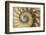 Chambered Nautilus shell-Adam Jones-Framed Photographic Print